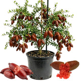 Red Finger Lime Live Tree, 1-2 Ft Tall, 3 Gallon Pot for Growing