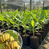 Dwarf Cavendish Banana Live Plant, Hardy Garden Plant, 4-6 Inch Tall