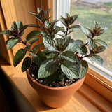 Chocolate Mint Live Plant, Kitchen Herb Garden Plant, 3.5 Inch Pot