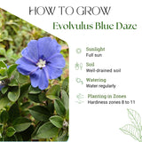 2 Blue Evolvulus Live Plants, Garden Plant, 4-6 Inch Tall