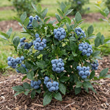2 Misty Blueberry Live Plant, Cold Hardy Fruit Bush, 4-6 Inch Tall