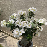 White Desert Rose Live Plant 4-7 Inches Tall