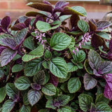 2 Purple Swedish Ivy Live Plants, Houseplant, 4-6 Inch Tall