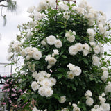 Climbing Rose Live Plant, Garden Rose Plant