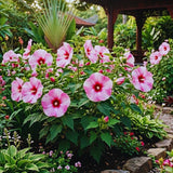 3 Pink Hibiscus Bushes Live Plants, Tropical Flowering Shrub, 4-6 Inch Tall