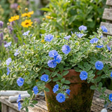 2 Blue Evolvulus Live Plants, Starter Plant, 4-6 Inch Tall