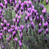 2 Spanish Lavender Plants Live, 4-7 Inch Tall