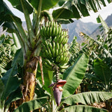 Cavendish Banana Tree, Hardy Banana Live Plant, 4-7 Inch Tall, 4 Inch Pot