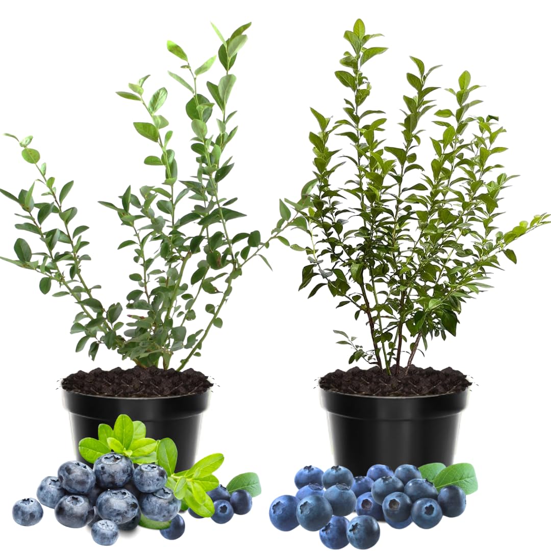 2 Sharpblue Blueberry Bushes Live Plants, 4-6 Inch Tall