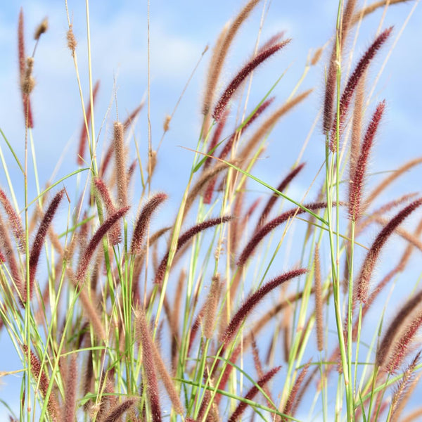 2 Red Live Fountain Grass Plants, Ready to Grow Plant, 4-6 Inch Tall