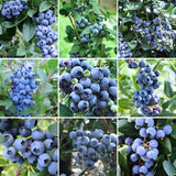 2 Springhigh Blueberry Plants Live, Berry Tree Seedling, 4-6 Inch Tall