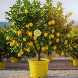 Lemon Live Plant, Container Citrus Tree Plant, 2 Ft Tall, 1 Gallon Pot