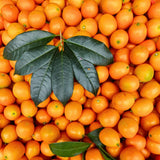 Sweet Kumquat Live Tree, Sweet Citrus Tree, 1-2 Ft Tall, 1 Gallon Pot