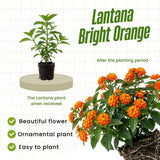 2 Bright Orange Lantana Plants Live, Home Garden Plant, 4-7 Inch Tall