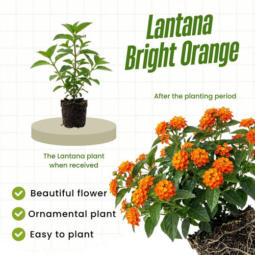2 Bright Orange Lantana Plants Live, Home Garden Plant, 4-7 Inch Tall