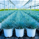 Blue Fescue Live Plant, Perennial Garden Grass, 3-6 Inch Tall, 4 Inch Pot