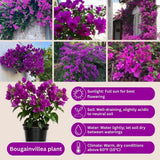 Set 2 Dark Purple Bougainvillea Live Plant 5-7 Inch Tall