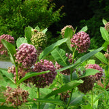 2 Purple Live Milkweed Plants, Patio Container Plant, 4-6 Inch Tall