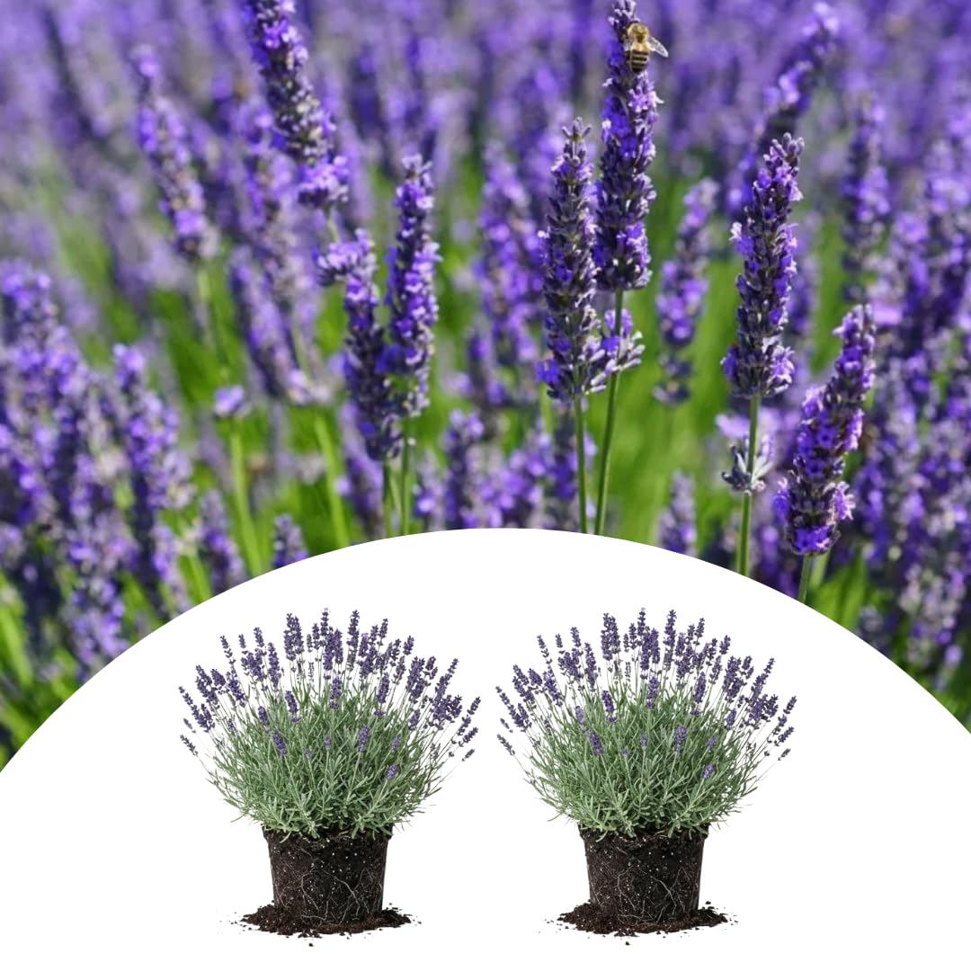 2 Phenominal Lavender Live Plants, Garden Plant, 4-7 Inch Tall
