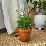 2 Blue Lavender Plants, Lavender Plants Live, 4-8 Inch Tall