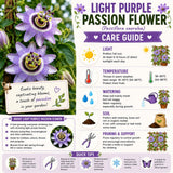 2 Light Purple Passion Flower Plants, Passiflora Flower Plant, 4-6 Inch Tall