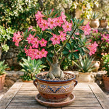 Pink Desert Rose Plant Live, Succulent Houseplant, 4-7 Inch Tall