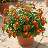 2 Red Lantana Plants Live, Home Garden Plant, 4-7 Inch Tall
