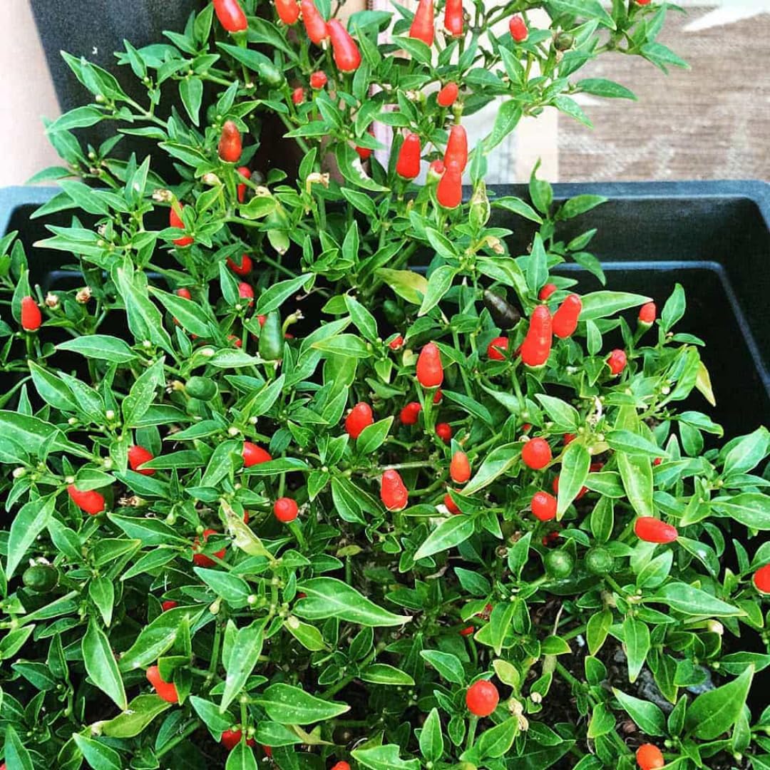 Red Pepper Chili Live Plant, 4-7 Inch Tall, 4 Inch Pot