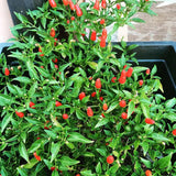 Red Pepper Chili Live Plant, 4-7 Inch Tall, 4 Inch Pot