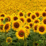 Orange Live Sunflower Plant, Well-Rooted Flower Plant, 3-5 Inch Tall