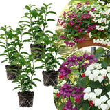 4 Assorted Bleeding Heart Plants Live, Clerodendrum Plant, 4-6 Inch Tall
