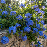 2 Blue Plumbago Plants Live, Well-Rooted Starter Plant, 4-6 Inch Tall