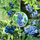 2 Tophat Blueberry Plants Live, Starter Plant, 4-6 Inch Tall
