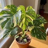 Thai Constellation Monstera Live Plant, 4-6 Inch Tall, Rare Indoor Plant