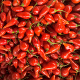 2PPP Biquinho Pepper Plants Live, 4-7 Inch Tall, 4 Inch Pot