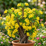 Yellow Crown of Thorns Live Plant, Cactus Plant, 4-6 Inch Tall, 4 Inch Pot