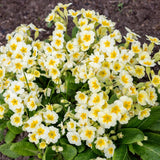 2 Random Primrose Plants Live, Perennial Flower Plant, 3 Inch Pot
