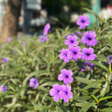 6 Dwarf Purple Mexican Blue Petunia Live Plants, Live Starter Plant, 4-6 Inch Tall