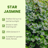 Green Star Jasmine Plant, White Fragrant Flower, 10 Inch Tall, 3 Inch Pot