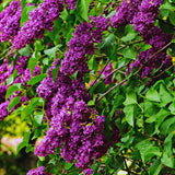 Purple Lilac Tree Live Plant, Fragrant Bloom Bush, 4 Inch Pot