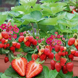 2 Red Live Strawberry Plants, Berry Fruit Plant, 2-3 Inch Tall, 3 Inch Pot