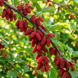 Red Mulberry Tree Live Plant, Mulberry Plant, 4-6 Inches Tall, Fruit Tree for Home Orchards and Edible Gardens, No Pot
