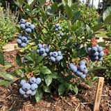 2 Jewel Blueberry Plant Live, Sweet Berry Shrub, 4-6 Inch Tall