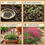 100 Pink Creeping Thyme Seeds, Creeping Thyme Plants, Ground Cover Plants