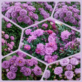 Miniature Rose Live Plant, Rose Bush Plant, 3-5 Inch Tall, 3.5 Inch Pot