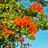 Orange Honeysuckle Plant Live, Flower Vine, 6-12 Inch Tall, 4" Pot