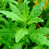 Epazote Plant Live, Fragrant Herb, 4-7 Inch Tall, 4 Inch Pot