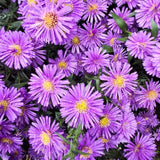 Lilac Blue Aster Live Plant 3-5" Tall, Vibrant Lilac Blue Aster Plant