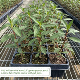 2 Red Live Cuphea Plants, Garden Plant, 4-6 Inch Tall