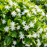 Downy Jasmine Plant Live, Fragrant Jasmine Live Plant, 4-8 Inc Tall